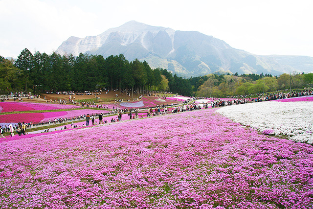 芝桜の丘